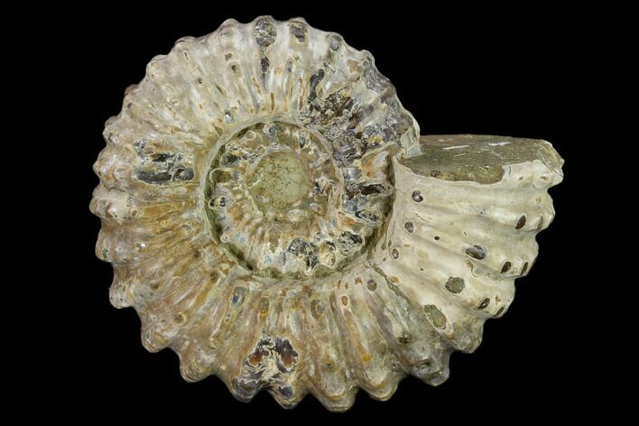 Bumpy Ammonite (Douvilleiceras) Fossil - Madagascar #134180